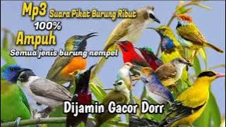 JITU ABIS ‼️ SUARA PIKAT SEMUA JENIS BURUNG LIAR TERBARU 2023