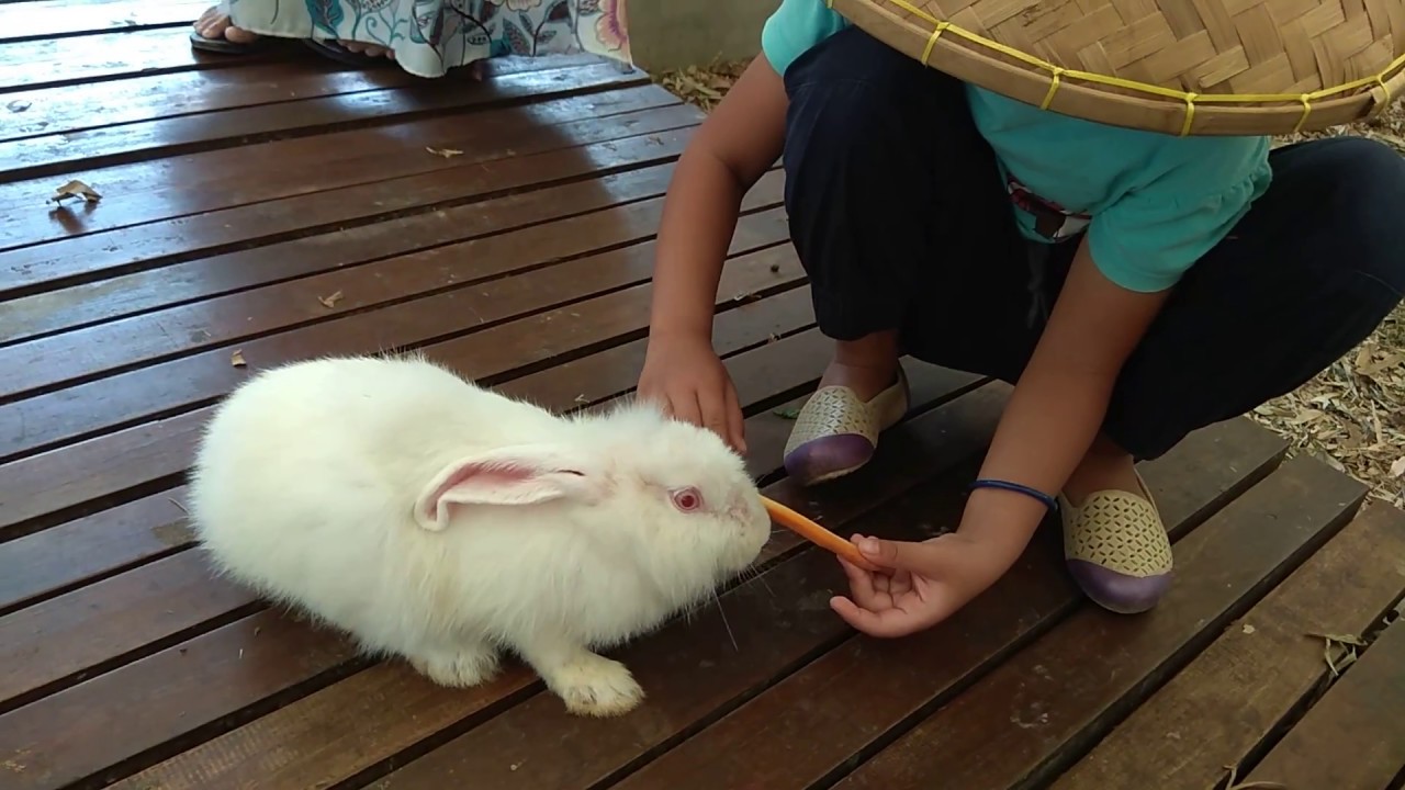 Wisata edukasi di bogor kasih makan kelinci Kuntum farmfield