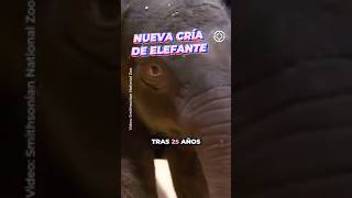 Nace elefante asiático tras 25 años 🐘