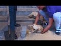 Cruel Workers Buried This Pregnant Dog Under A Sidewalk !