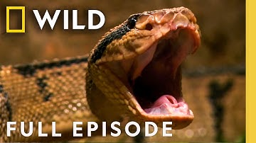 Monsters in the Shadows (Full Episode) | Bite Sting Kill | Nat Geo Animals