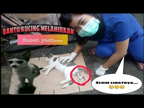 MEMBANTU KUCING MELAHIRKAN- KUCING SUSAH MELAHIRKAN