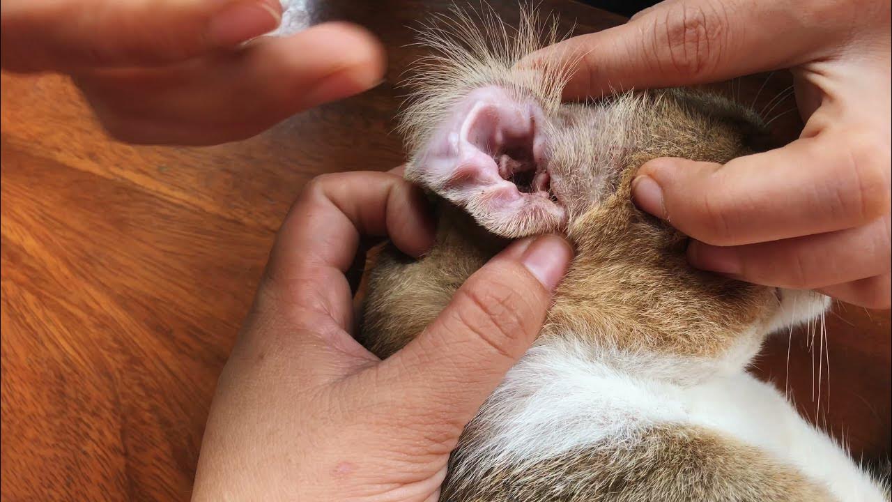 Remove Ears Wax for Cat Ears wax removal for Cat YouTube