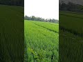 Ada Rindu Untukmu Perjuangan Ayah yang Kini Telah Tiada #lagumahal #youtubeshorts #fyp #trending
