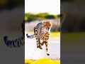 Man Vs Chita Subscribe for more #shortfeed #stetus #edit #trending