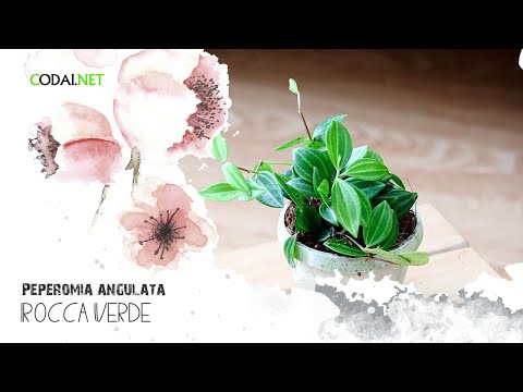 Video: Chăm sóc Peperomia - Học Cách trồng Cây Peperomia trong nhà