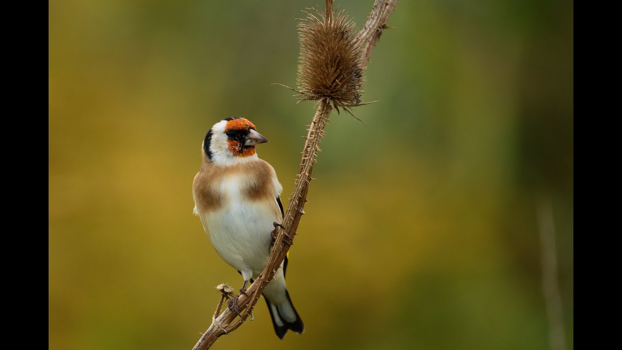 Stehlík obyčajný   jeseň 2025