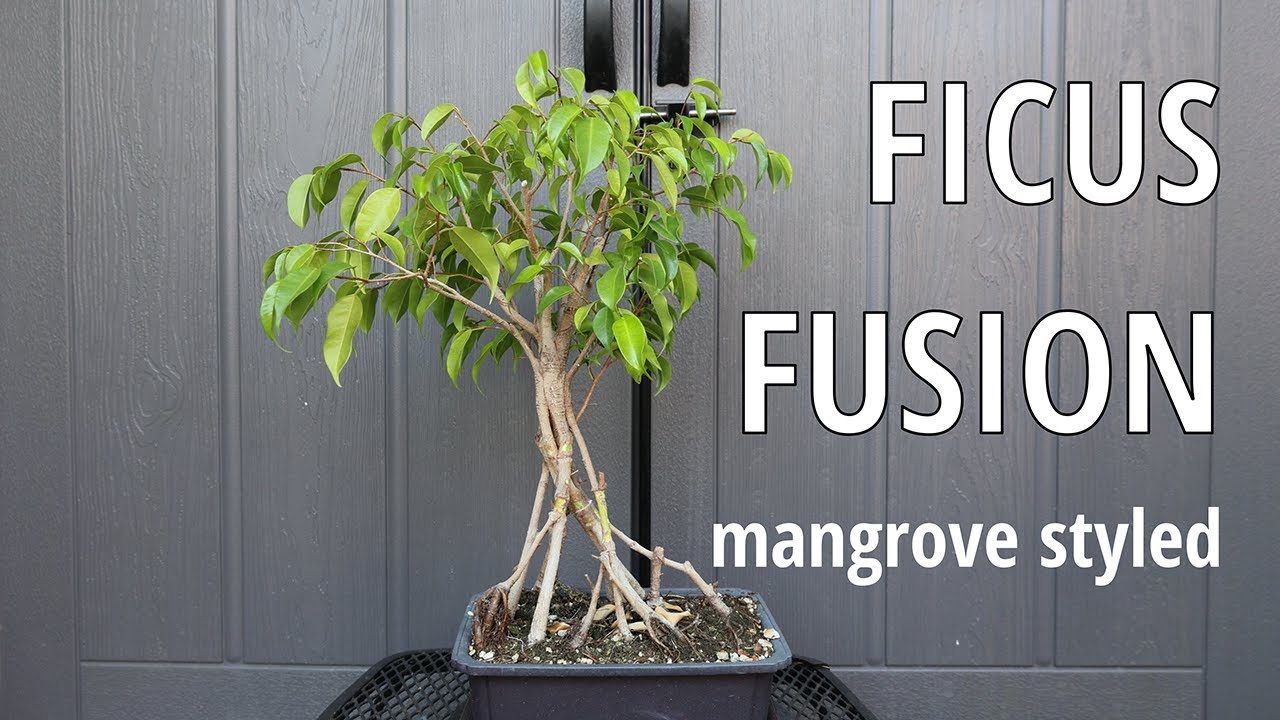 Mangrove-Styled Ficus Fusion Bonsai - A Massive Update