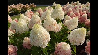 Hortenzie latnaté - Hydrangea paniculata - Living Creations