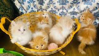 How to keep your kitten healthy nd heavy |persian cat guide |kitten care