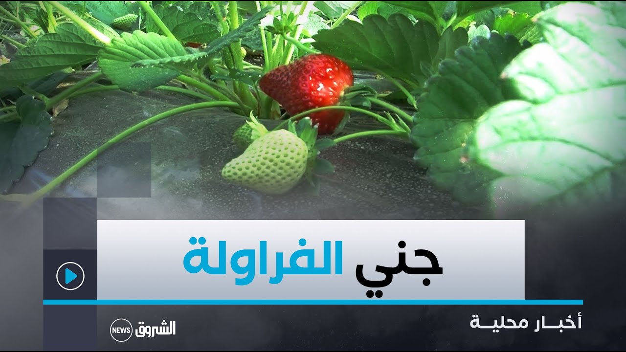 #سكيكدة| انطلاق جني الفراولة بمنطقة بودوخة في بلدية عين قشرة