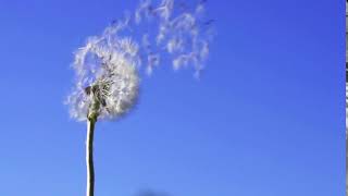 Background Dandelion In The Wind - Видеофон Одуванчик На Ветру