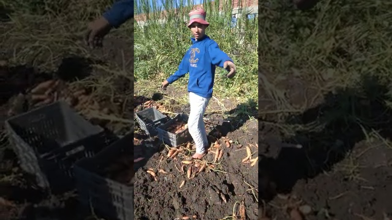 فرز البطاطا الحلوه للتصدير