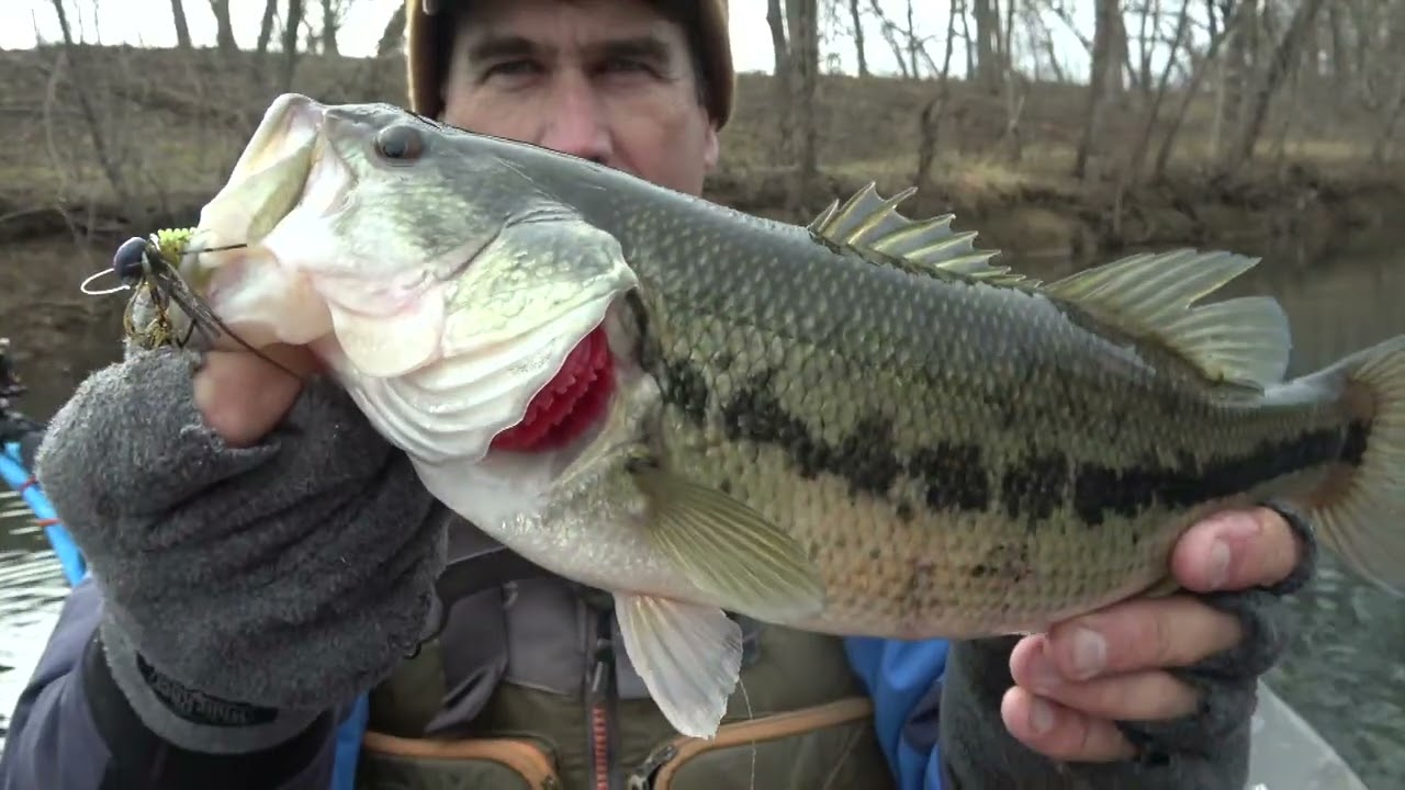 Четыре рыбы за четыре заброса: весеннее влияние на золотое месторождение большеротого окуня в реке