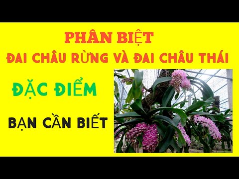 Phân Biệt Đai Châu Rừng Và Đai Châu Thái | Phong Lan TK