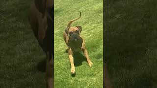 Boxer Breaks Into Neighbour's Yard😲