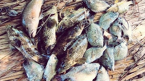 Câu Lure Cá Mú Bằng Mồi Mềm Jighead Bình Đại Bến Tre Ngày 2 | Shimano Aldebaran BFS Fishing Grouper