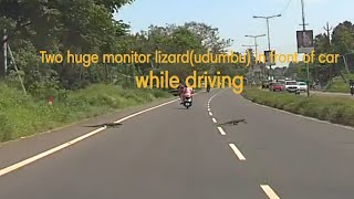Hyundai Verna......two Huge Montor Lizardudumbu In Front Of Car While Driving. Scary Drive.