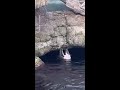 Otter destroys a zoo visitor&#39;s phone