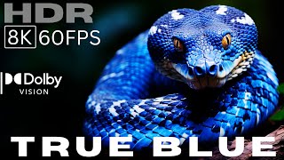 TRUE BLUE 🔵 - ULTRA Detailed 8K HDR 60fps! (Dolby Vision Demo)