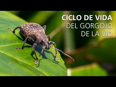 Video: Luchamos Contra El Gorgojo Del Guisante