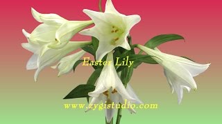 Timelapse of Growing and Rotating Easter Lily.