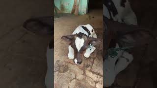 #gay #trending #youtubeshorts #edit #viral #cow #cowvideo #cowlove #animals #animalshorts #art