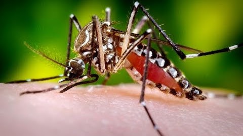 Zika virus vertical transmission research