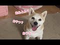 おやつ貰えるのが嬉し過ぎてプチパニックのかわいい柴犬
