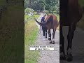 My horse decided to mock my walk today 🤣 (🎥: ViralHog)