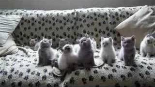 Head - Banging Kittens
