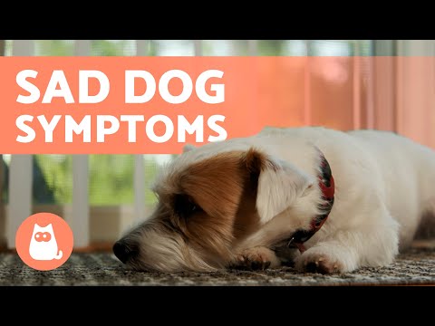 7 Signs a Dog Is SAD and DEPRESSED 🐶💔