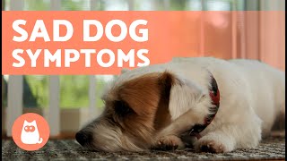 7 Signs a Dog Is SAD and DEPRESSED 🐶💔