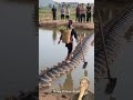 IKAN BUAT JEMBATAN UNTUK KAKAK BISA NYEBRANG 🥺 @kingutkarsh09 #shorts #feedshorts #remix
