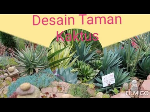 Video: Perawatan Kaktus Tiang Totem - Cara Menanam Tanaman Kaktus Tiang Totem