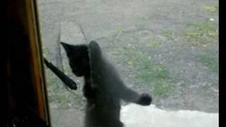 The Most Bizarre Cat Flap In the World but Very Cute Kittens!
