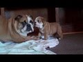 5 week old English Bulldog Puppy barking at 7 month old!