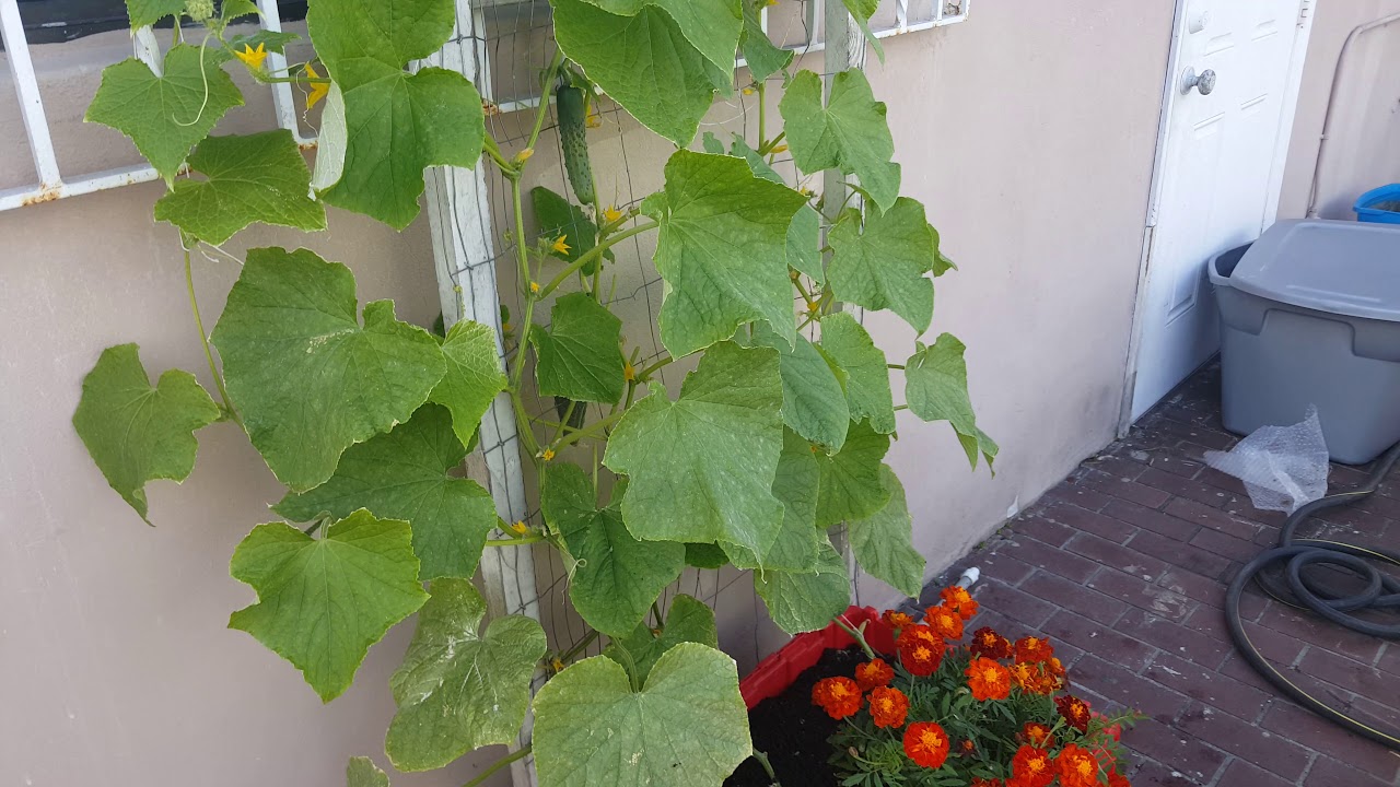 Garden Harvest Update Marketmore Cucumbers YouTube