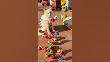 Cat and Candy - Reverse Video