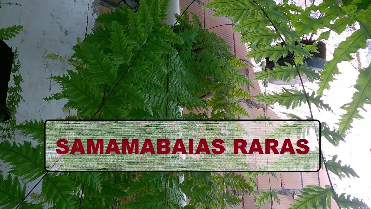 SAMAMBAIAS RARAS /  RARE FERNS