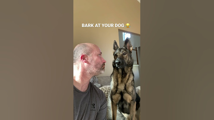 Bark At Your Dog