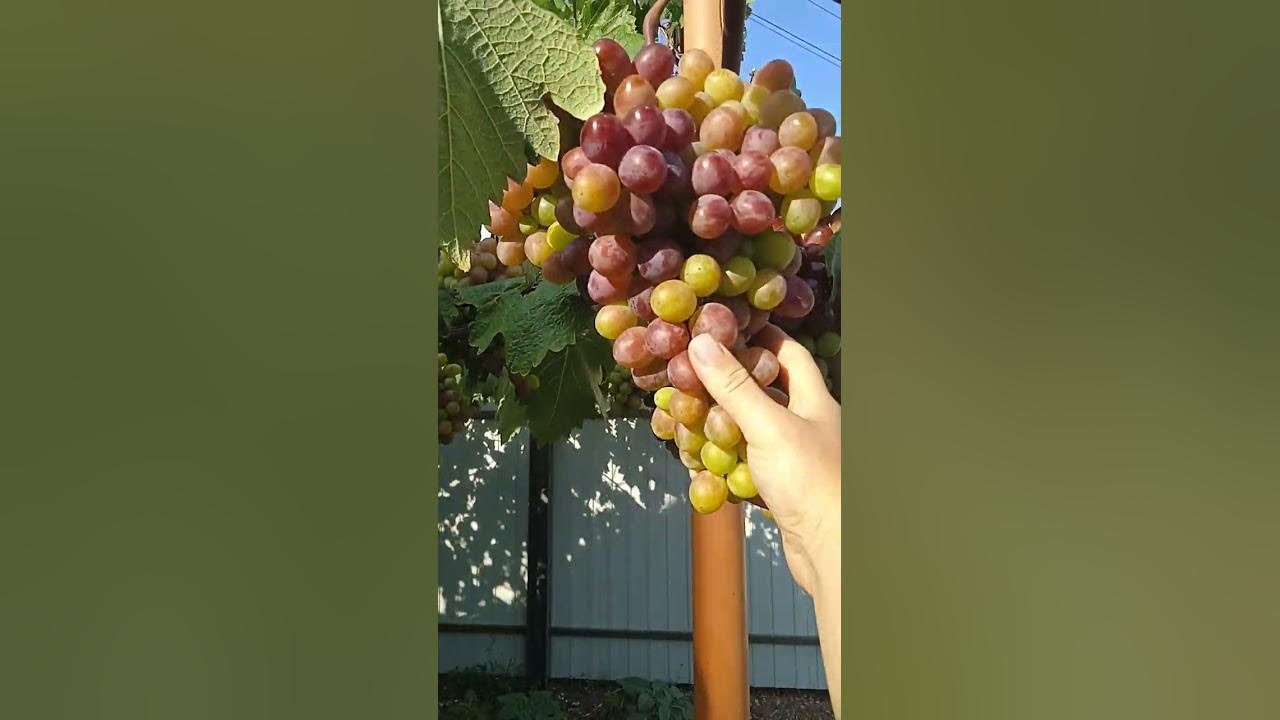 Виноград Клубничный на перголе - YouTube