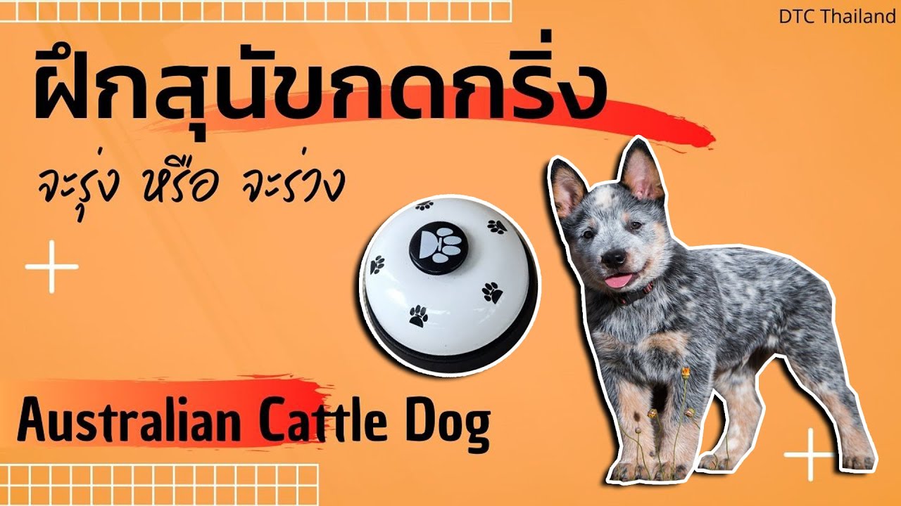 ฝึกสุนัขให้เชื่อฟังคำสั่ง สอนหมากดกระดิ่ง จะรุ่ง หรือ จะร่วง ฝึกสุนัขให้เชื่อฟังคำสั่ง สอนหมากดกระดิ่ง จะรุ่ง หรือ จะร่วง