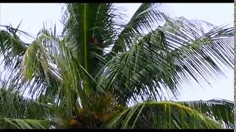 Glasford Howard Junior - We Praise Jah