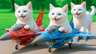 Mama Cat Gives Helicopter To Kittens 🐾😺❤️ | Kittens Fly Helicopter #cat 