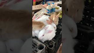 กระต่ายน้อยที่น่ารัก/ກະຕ່າຍນ້ອຍໜ້າຮັກ/rabbit/kelinci/con thỏ