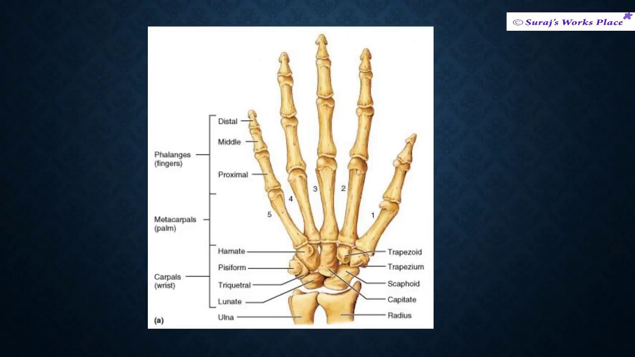 Human hand anatomy - YouTube