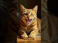 Curiosidades Incríveis Sobre os Gatos! #natureza #curiosidades #animals