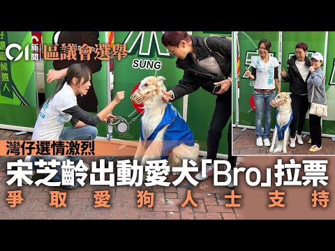 區議會選舉｜灣仔選情烈 宋芝齡愛犬撐場 自由黨籲愛狗人士支持｜01新聞｜區議會｜選舉｜自由黨｜宋芝齡｜灣仔區