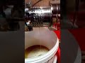Hazelnut oil, UM200 cold press oil machine, Ölpresse, l'huile de chanvre, زيت السمسم, soğuk pres